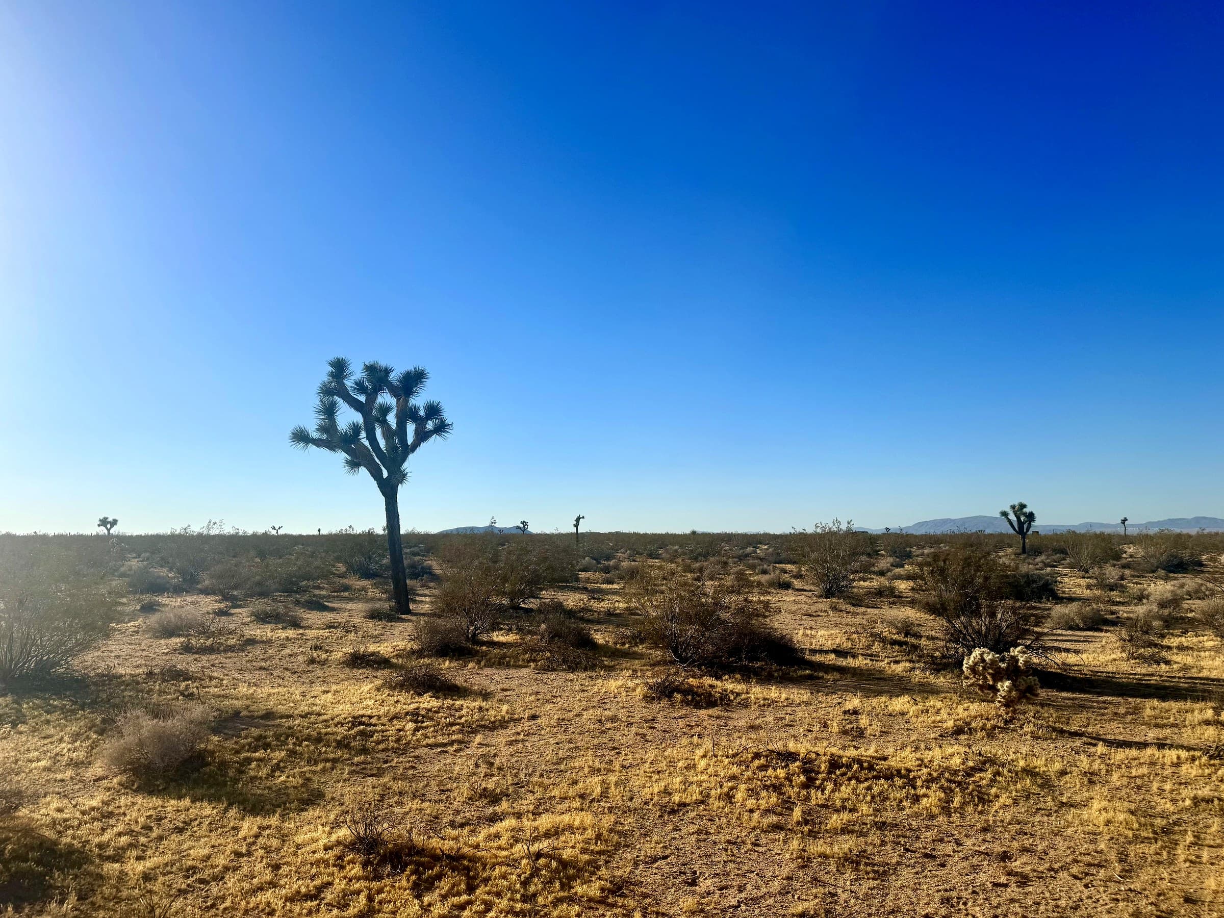 McGarey Road, Joshua Tree