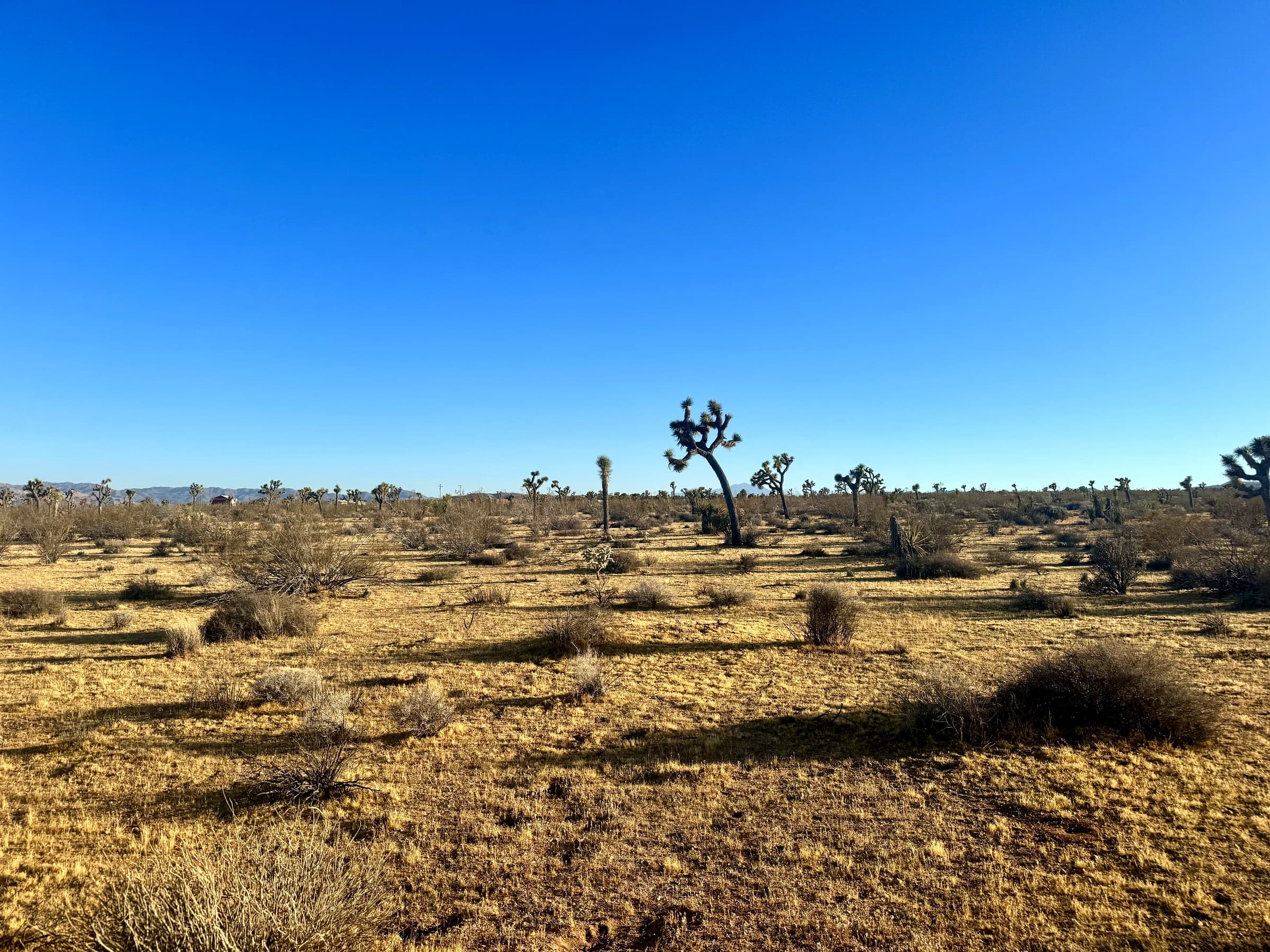 2814 Yucca Mesa Rd., Yucca Valley